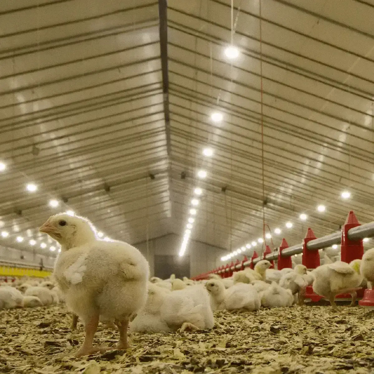 3.1.1. Animal Lighting - Poultry BroilerT3_Low broiler cost_1200x1200_fit_478b24840a